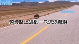 骑行西藏路上遇到一只 身上有血迹的流浪狗藏獒