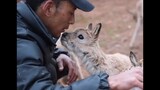 [Động vật]Những khoảnh khắc thật cưng của động vật|<Người bạn yêu>