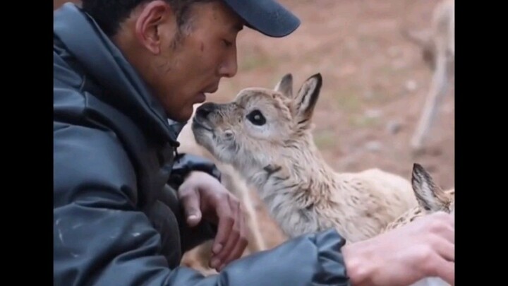 [Animals]Comforting moments of animals|<Someone You Loved>