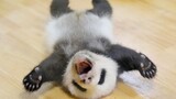 Panda Growing up in Yawning