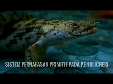 RAHASIA PALMAS/POLYPTERUS ENDLICHERI SURVIVE TANPA AERATOR