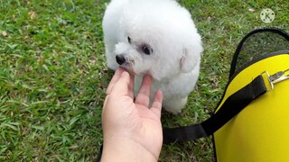 Đại gia đình Poodle gặp nhau ở công viên #thucung #poodle #yeuchomeo #cuncung #cuncon #dog