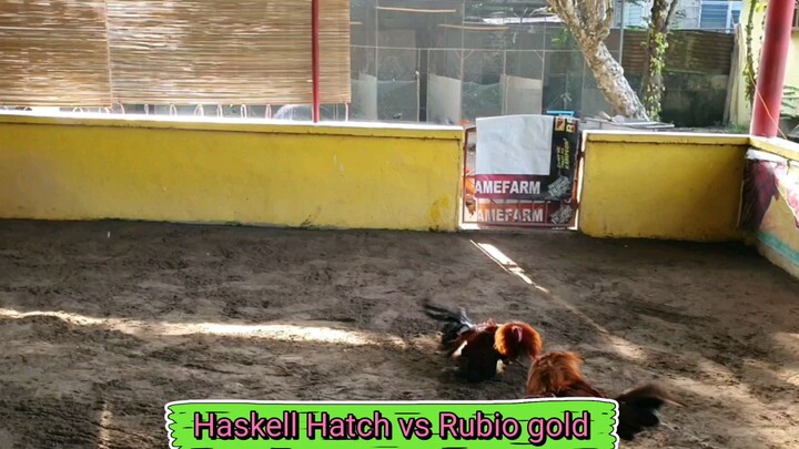 Haskell Hatch vs Rubio Gold 4lineGameFarm National banded