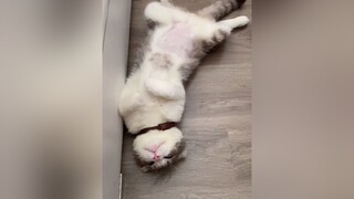 Ngủ ngon lắm cat cutecat fyp foryou