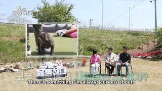 Dogs are Incredible Ep 28