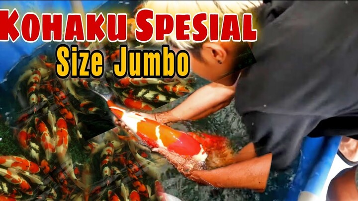 Wow😱, Jenis Koi yang dicintai penghoby koi bikin ngiler🤤