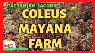 250 COLEUS VARIETIES | MAYANA FARM in PAGSANJAN LAGUNA | Coleus Plant Haul