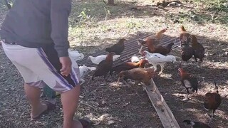 paikulan gamefarm