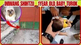 NAIWAN MAGISA ANG SHIHTZU | BABY 1 YEAR OLD TUROK