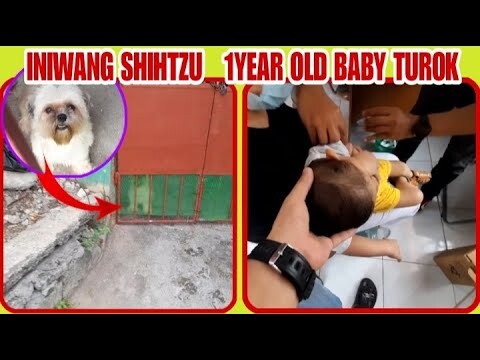 NAIWAN MAGISA ANG SHIHTZU | BABY 1 YEAR OLD TUROK