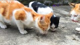 Con Mèo kêu meo meo - Đàn mèo dễ thương và đáng yêu của tôi - Âm thanh động vật