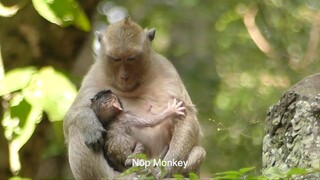 Million Lover Adorable Monkey Newborn Jilla Hug Mom For Milk, Welcome New World Baby Jilla