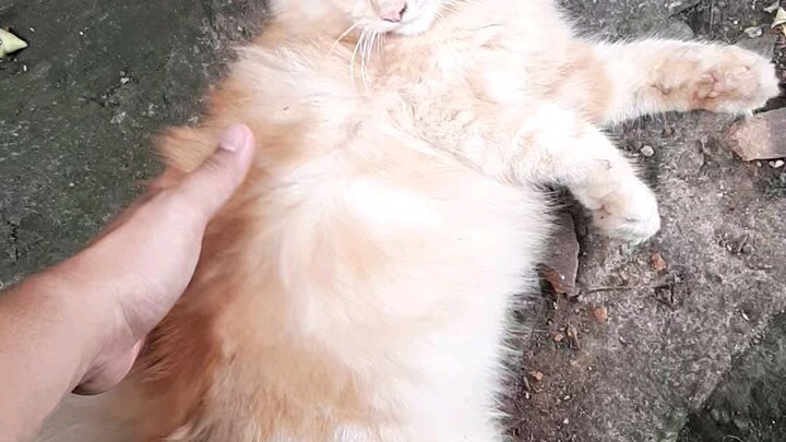 kucing bulu tebal fluffy gemoy