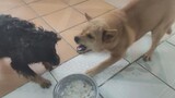 [Cún cưng] Để cún chán ăn và cún bảo vệ thức ăn cạnh nhau sẽ thế nào