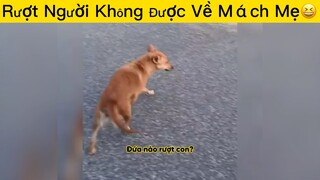 Rượt không được về mách mẹ😆😆😆