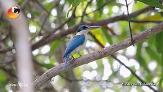 ADA YANG TAU??? Dengan Burung Cekakak Sungai