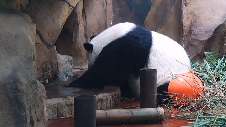 [Panda] Nan Nan: Wortelku jatuh~
