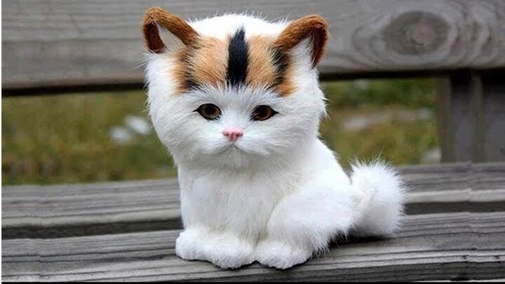 Lovely Super Cute Kittens In The World 2021 -  Cute VN