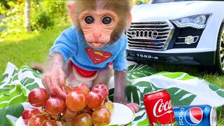 Baby monkey Bon Bon and puppy go to a picnic to eat lunch