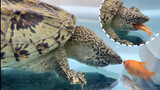 [Animals]Feeding tortoise with little fish
