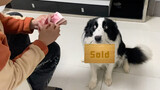 When a Border Collie learned that he was sold, how would it react?