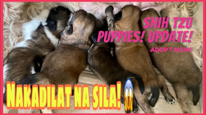 NAKADILAT NA SILA😱|SHIH TZU | SUPER MARCOS VLOGS