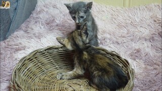 Watch these baby kittens wrestle in adorable video