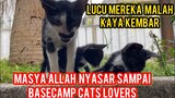 Dapat Kucing Antik Ada Kumisnya Lucu Banget Ketemu Kubunya Di Basecamp Cats Lovers Tv..!