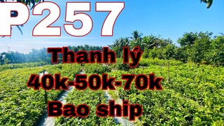 mai vàng p257 | 0348888471 Thư | thanh lý mai vàng giá rẻ 40k-50k-70k bao ship