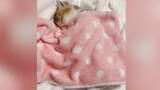 [Animals]Cute kittens' overload!