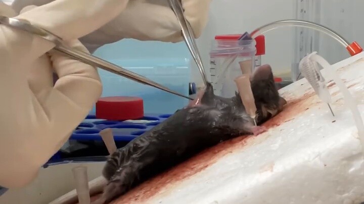 Experimental operation: Mouse brain removal