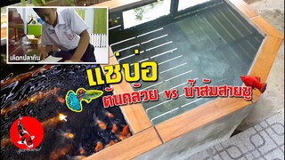 แช่บ่อปลาด้วยต้นกล้วย VS น้ำส้มสายชู l คุณพ่อคราฟ EP.31