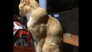 “Seberapa menakutkankah kucing yang disiplin?”