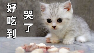 一个月的小奶猫，第一次吃到肉。开 心 到 哭 了！