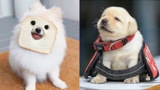 Baby Dogs - Cute and Funny Dog Videos Compilation #10 | Aww Animals