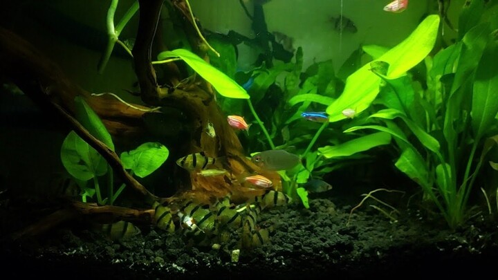Mini tank Aquascape (fish feeding frenzy) No Co2 tank