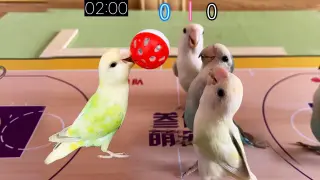 The third game of the parrot