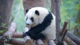 [Hewan]Panda Hehua Memanjat Pohon Super Tinggi!