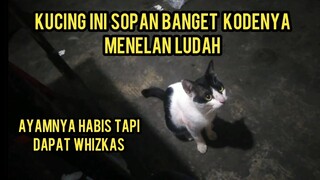 Kucing Jalanan Minta Makan Sampai Nelan Ludah Siapa Yang Tega Coba..!