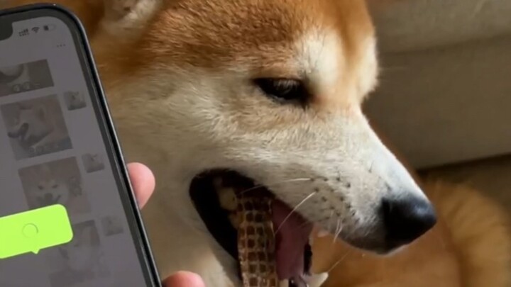 Please do not convert the voice of the dog eating into text! !