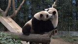 [Animal] [Panda Fu Bao] Jealous of Mom's New Toy