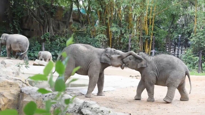 [สัตว์] ช้างแสดงความรักให้คนดู