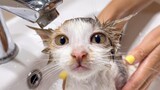 Baby Kitten Bathing for the First Time!