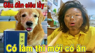 Gia đình Gâu đần | Có làm thì mới có ăn | Dog, pet, smart dog | Thú Cưng TV