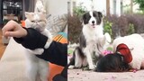 Cute Dogs and Cats are Best Friends