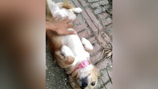 Thấy Bơ thông minh thì tim đi ạ...cunyeucuadua yeucho yeuchomeo cún cúncon chó chómèo chócon chókhôn yeuchomeo chócute dog dogsoftiktok