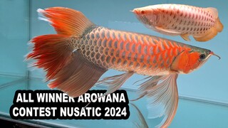 ALL WINNER AROWANA CONTEST NUSATIC 2024 || ACI || ARWANA SUPER RED SHORT BODY KING || MAIN IKAN MIC