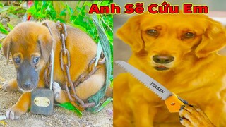 Thú Cưng TV | Cô cô và Sầu riêng #29 | Chó Golden Gâu Đần thông minh vui nhộn | Pets cute smart dog