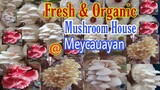 How to Plant Oyster Mushroom in the philippines ||Shaikris Vlog