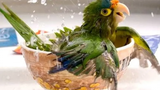 Funny Parrots 🔴 Cute and Funny Parrot Videos Compilation (2018) Loros Adorables Recopilación